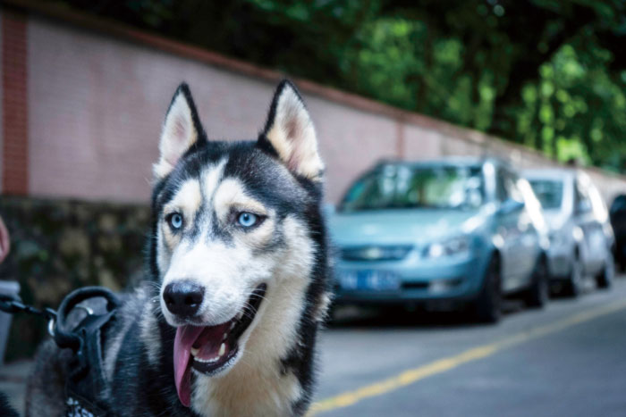 狂犬疫苗有效期是多久